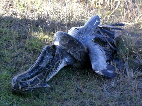 Invasive Burmese Pythons Are Taking A Toll On Floridas Native Birds
