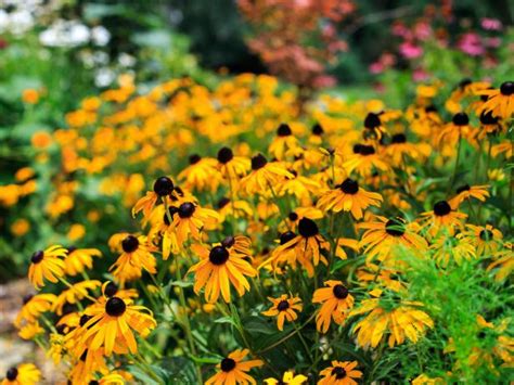 They continue to grow and produce fruits for over five years as indoor house plants. What Is a Perennial? | DIY