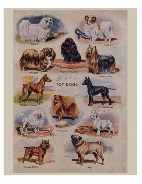 Vintage Dog Prints From The 1950s Five Printable Digital Etsy