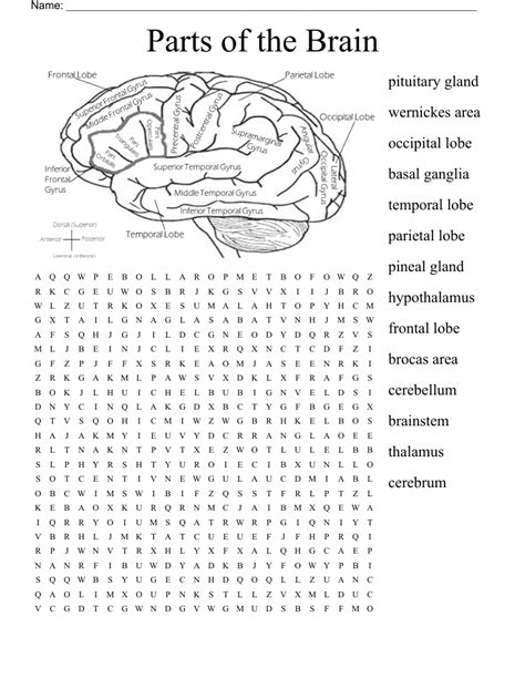 Parts Of The Brain Word Search Wordmint