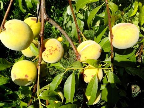 Free Picture Yellow Peach Fruits Tree