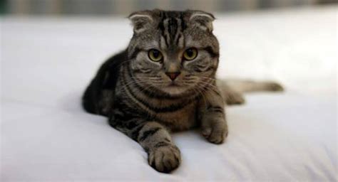 Famous Striped Cat Breeds In The World Of