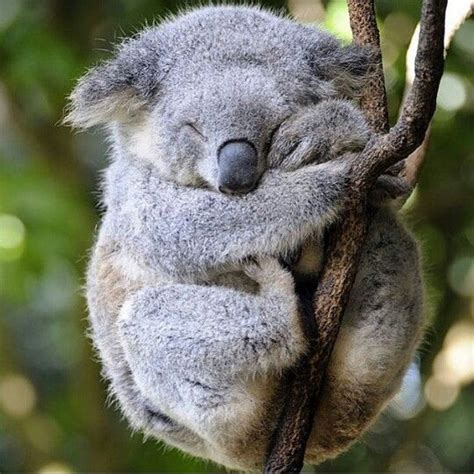 Sleeping Koala Sleeping Animals Sleepy Animals Cute Animals