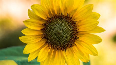 Download Wallpaper 3840x2160 Sunflower Flower Yellow
