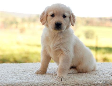 Browse photos and descriptions of 1000 of alabama golden retriever puppies of many breeds available right now! AKC Golden Retriever Puppies | Pets for sale in Birmingham ...