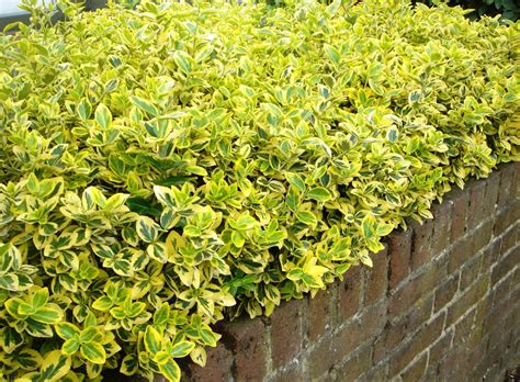 Buy Euonymus Fortuneii Emerald N Gold Golden Euonymus Hedging Hopes