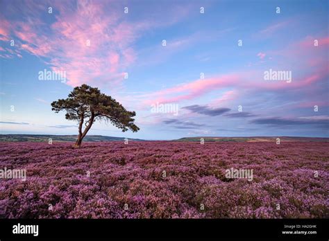 Yorkshire Moors Heather Hi Res Stock Photography And Images Alamy