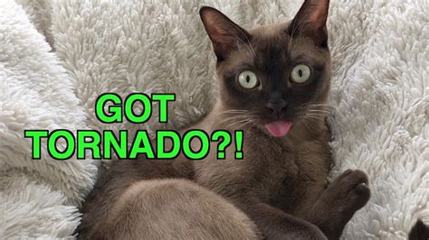 Tornado Siren Cat Reacts To Emergency Warning Alert