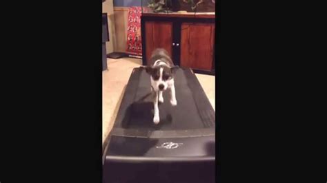 Funny Dog On Treadmill Youtube