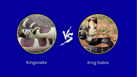 Kingsnake Vs King Cobra What Are The Differences A Z Animals