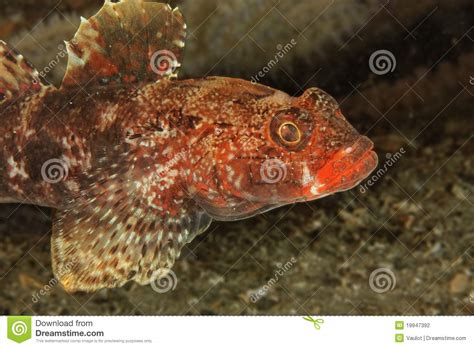 Red Lip Goby Gobius Cruentatus Bay Of Brest Stock Photo Image Of