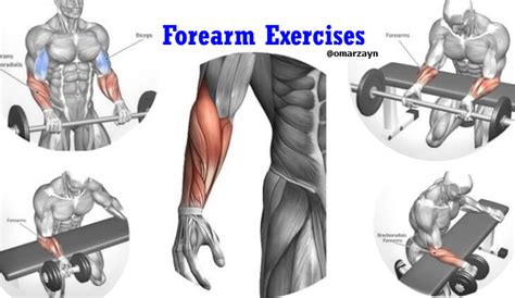 Forearm Workouts 6 Best Exercises For Mass By Omar Zayn Blog Omar