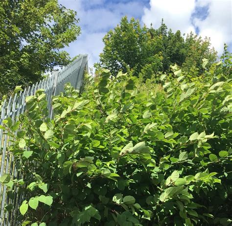 Japanese Knotweed Removal In Haringey Case Study