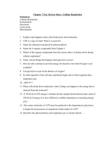 When you are hungry, how do you feel? Worksheet: Cellular Respiration and Cell Energy