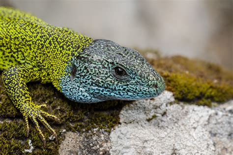 Lagarto Verdinegro Lacerta Schreiberi Aquí Va Una Record Flickr