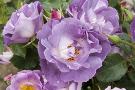 Hedging Rose Floribunda Blue For You 175mm Pot Dawsons Garden World Rose Bush Plant Buy