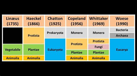 Clasificación de los seres vivos Niveles taxonómicos YouTube