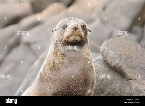 Australian Fur Seal Arctocephalus Pusillus Juvenile Photographed In