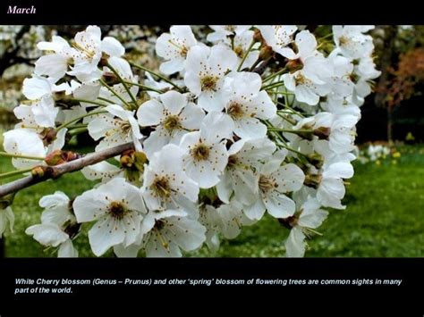 5 Petal White Flower Tree Flower