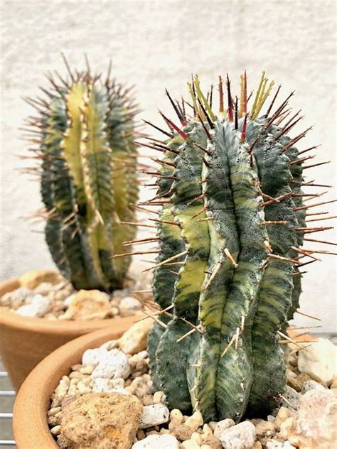 Le piante grasse da appartamento anche dette piante succulente, vengono sovente coltivate nelle abitazioni, poiché si adattano a ogni tipo di ambiente, è per questo che possono crescere rigogliose anche al chiuso. Piante grasse da appartamento: ecco le succulente più belle!