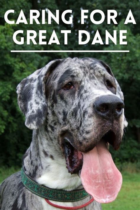 How To Take Care Of A Great Dane English Dogs Great Dane Mastiff