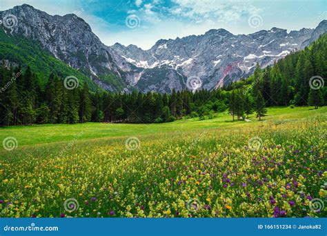 Summer Alpine Landscape With Flowery Meadows And Mountains Slovenia