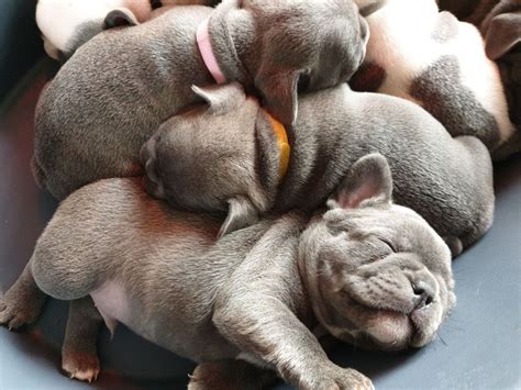 Maybe you would like to learn more about one of these? French Bulldog Puppies For Sale | Chicago, IL #323769