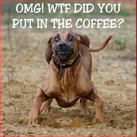 Coffee Funny Dog Pictures Funny Animals Funny Dogs