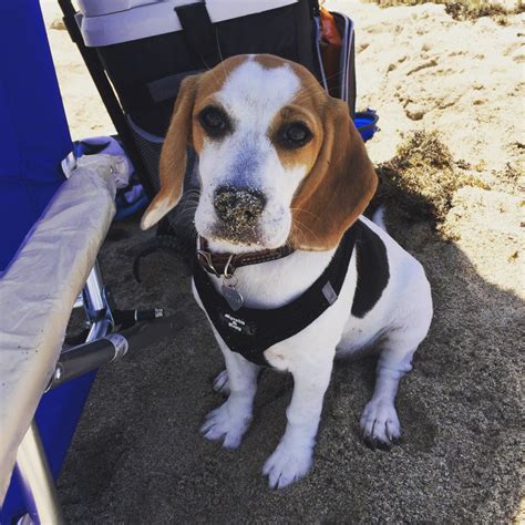 This tub offers four bathing stages so that it can grow with your baby. 5 Month Old Beagle Is Very Itchy? | ThriftyFun