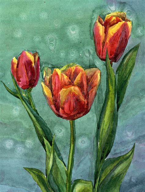 Watercolor Hand Painted Illustration With Three Red Tulips On Green