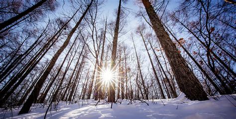 冬の森の雪景色 写真素材フリー、氷 自然の背景 森林 画像無料ダウンロード lovepik