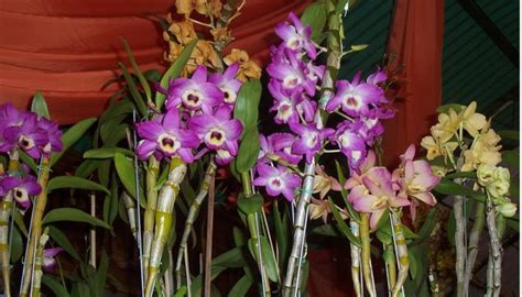 How To Grow A Dendrobium Orchid Garden Guides