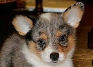 Find corgi dogs for sale in ireland. Blue Merle Pembroke Welsh Corgi