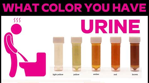 Your Urine Color Reveal A Lot Information About Your Health Youtube