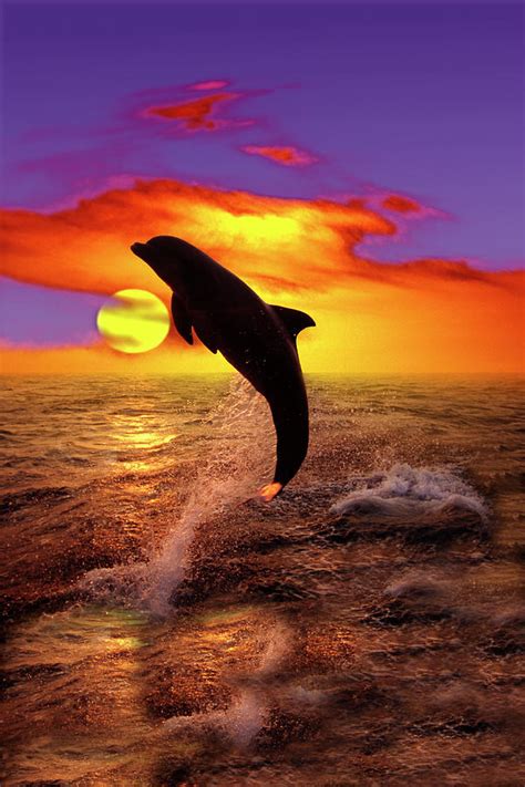 Bottlenose Dolphin Jumping At Sunset Photograph By Gail Shumway