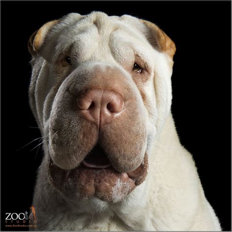Chinese Shar Pei Dog Rules Animal Lover