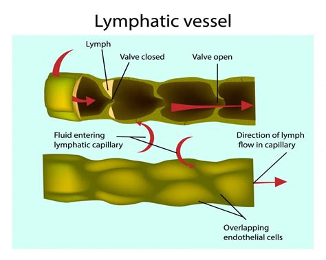 Lymphatic System Definition Function Diagram And Simple Explanation