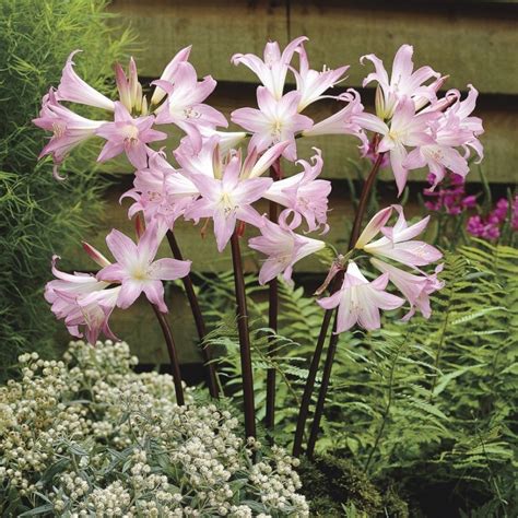 Single stem flowers for funerals. R THEY PERENNIALS???? PINK FLOWERS, LONG STEM, NO LEAVES ...
