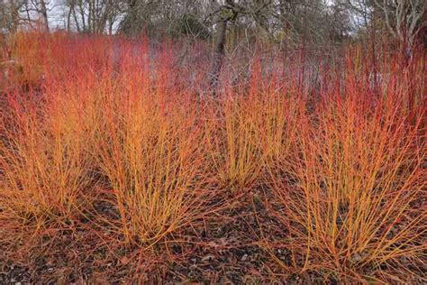 Dogwoods (cornus), including cornus sanguinea 'midwinter fire', c. Cornus sanguinea 'Midwinter Fire' (Bloodtwig Dogwood ...