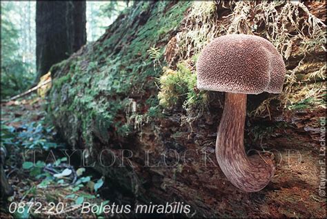 Boletus Mirabilis Mushroompro