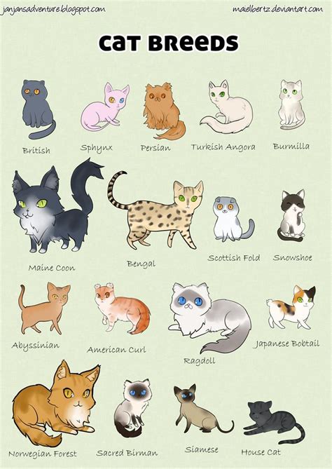 Cat Breeds Of The World Poster Care About Cats