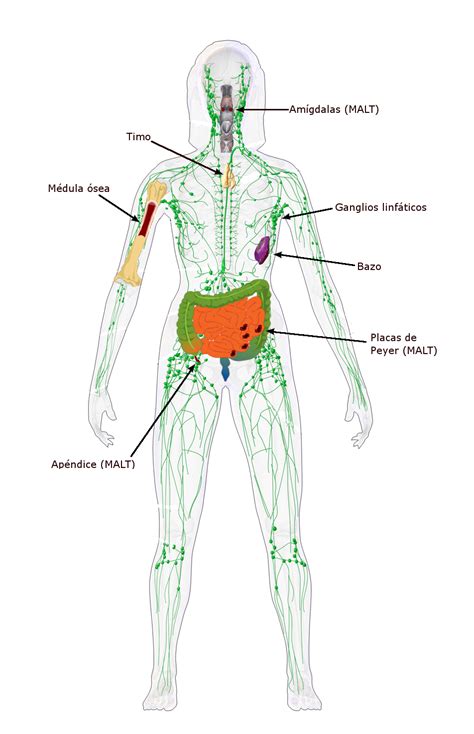 Biología Preparatoria Órganos Del Sistema Inmune