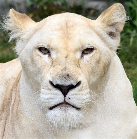 Leão Branco Fotos Stock Photos E Imagens Istock