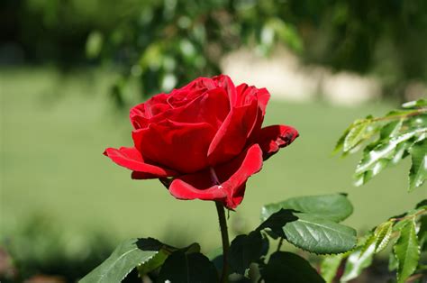 Filebeautiful Red Rose