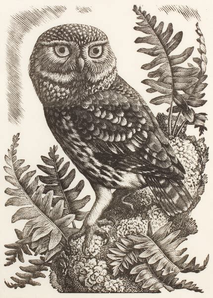 Vintage Owl Owl Art Owls Drawing Wood Engraving