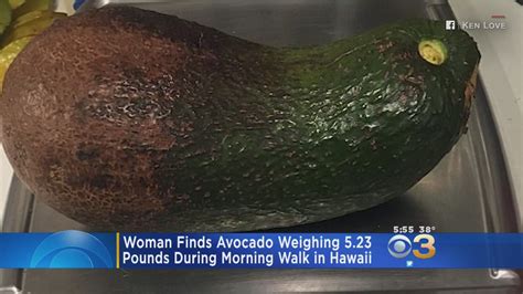 woman finds possible record breaking 5 pound avocado during walk cbs philadelphia