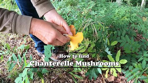 How To Find Chanterelle Mushrooms Youtube