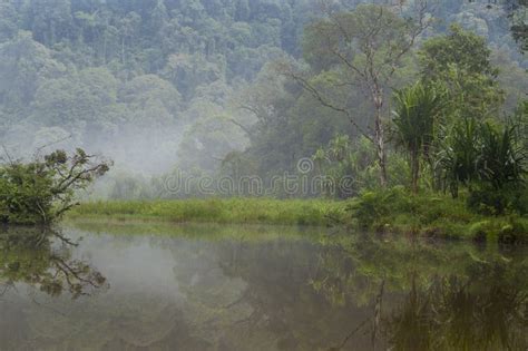 Rainforest Reflections At Situgunung Lake Stock Photo Image Of River