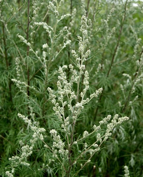 Artemisia vulgaris - Ballyrobert Gardens