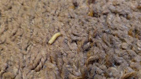 White Larvae In My Carpet Carpet Vidalondon